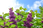 丁香花天空