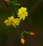 迎春花