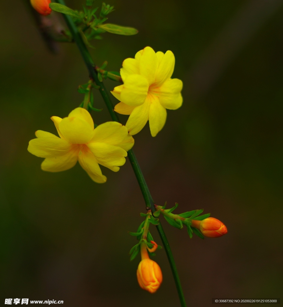 迎春花