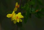 迎春花