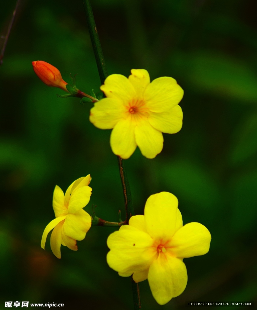 迎春花