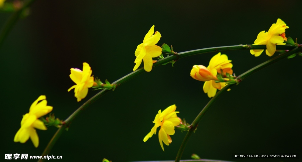 迎春花