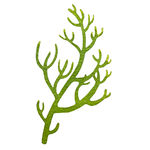 珊瑚 绿色 海底生物