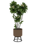 鸡蛋花3d模型