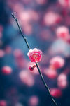 梅花