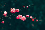 梅花