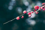 梅花