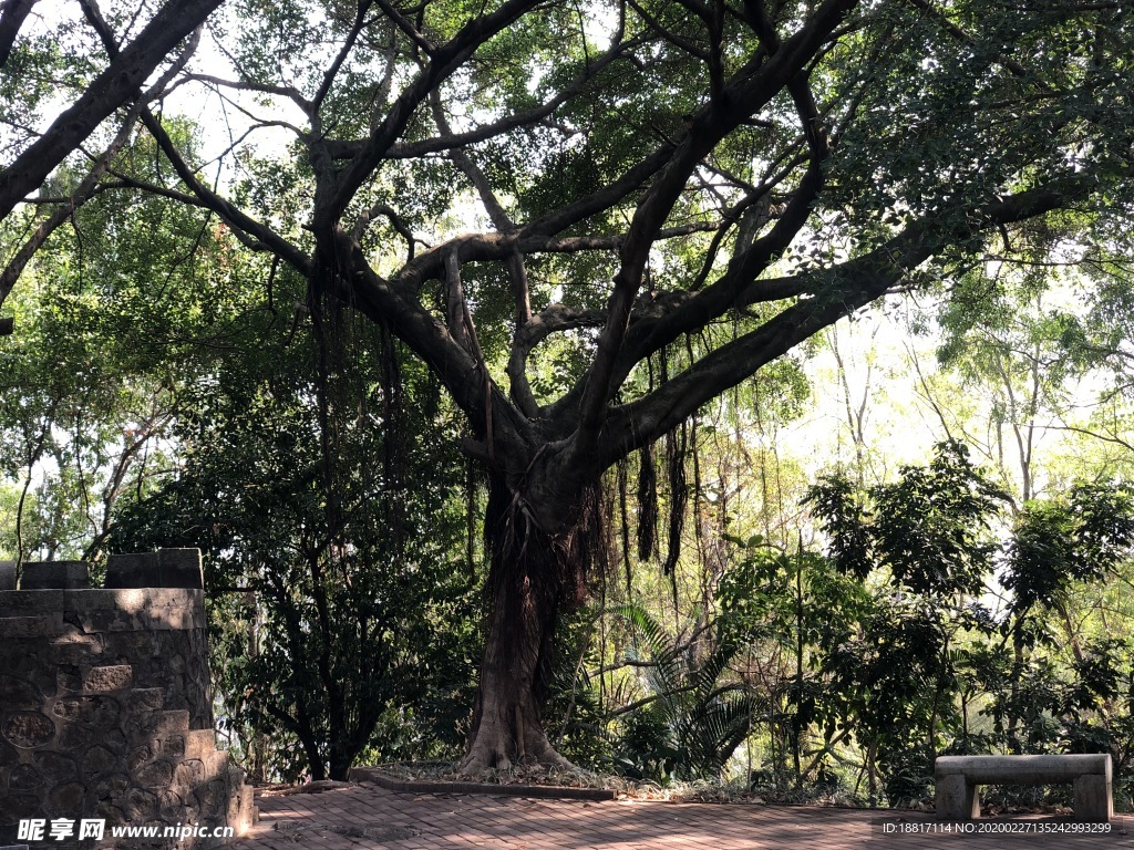 榕树下的石凳子