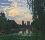 柳树蓝天湖泊