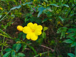 黄色的花