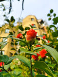 茶花