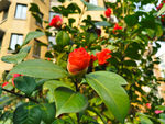 茶花
