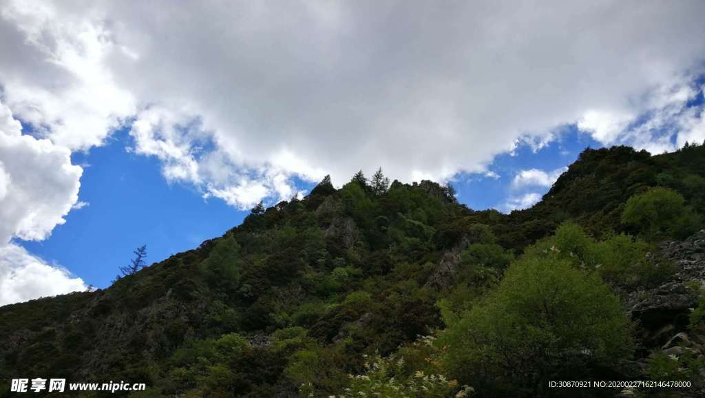 森林天空