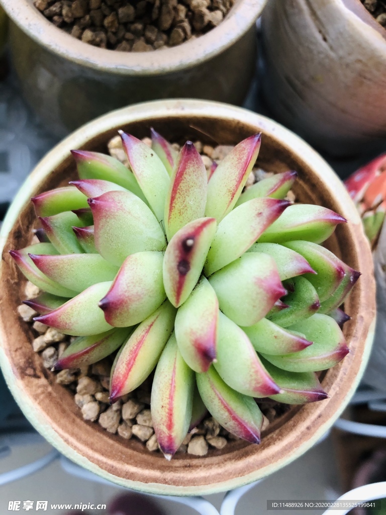 多肉植物