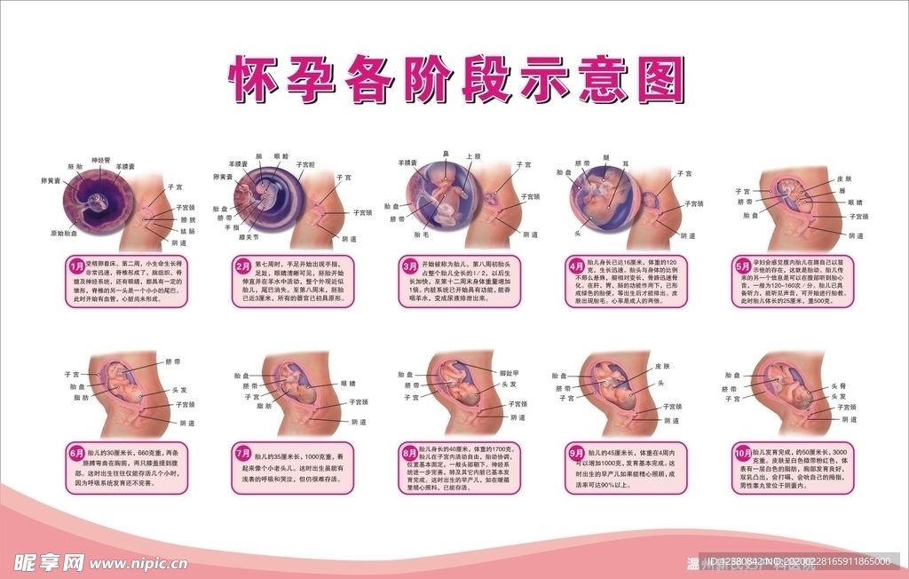 怀孕各阶段