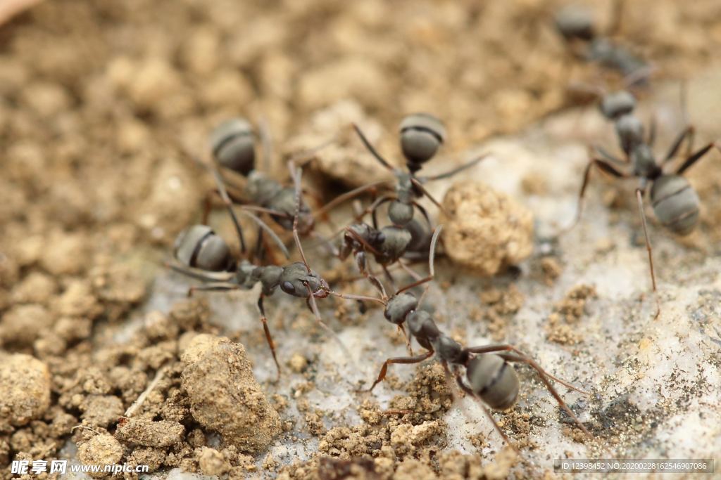 勤劳的小蚂蚁