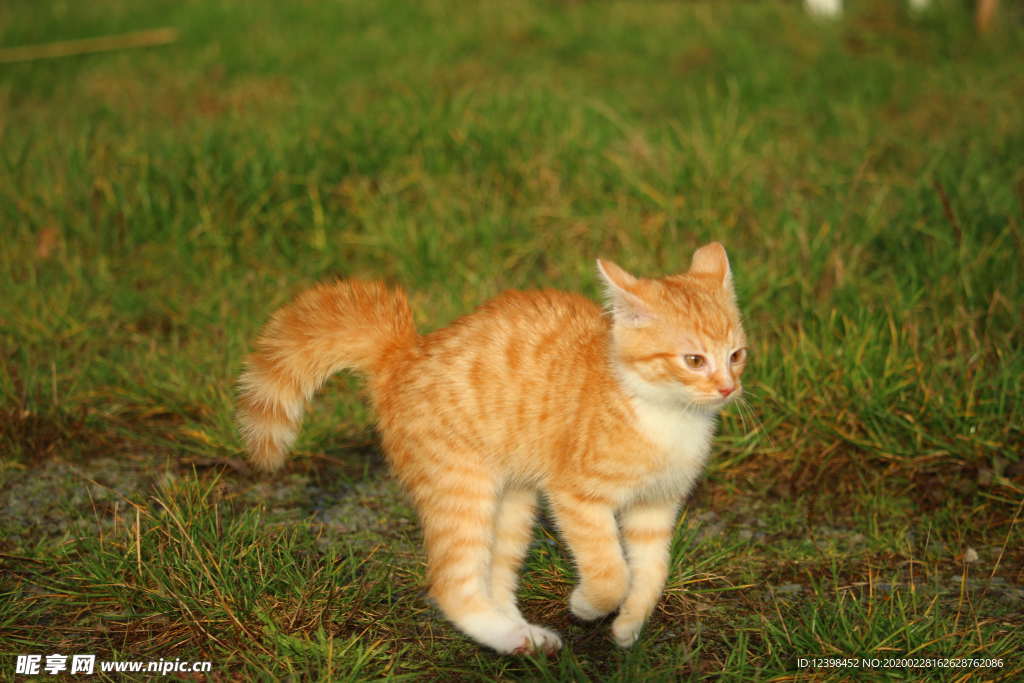可爱的虎斑猫