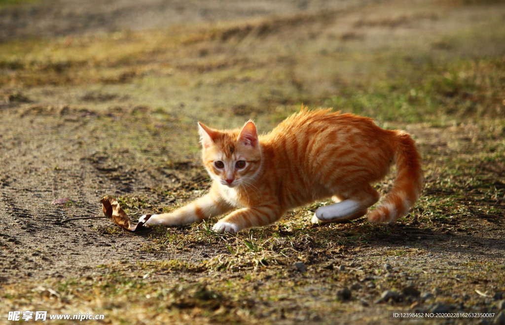 可爱的虎斑猫