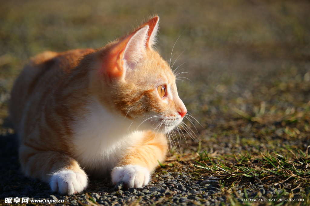 可爱的虎斑猫