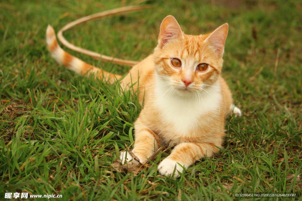 可爱的虎斑猫