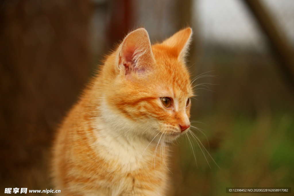 可爱的虎斑猫