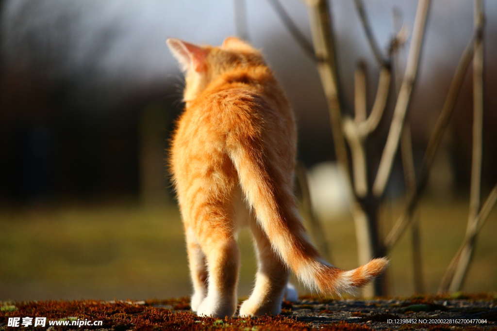 可爱的虎斑猫