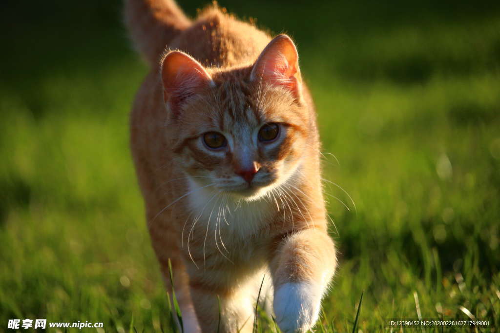 可爱的虎斑猫