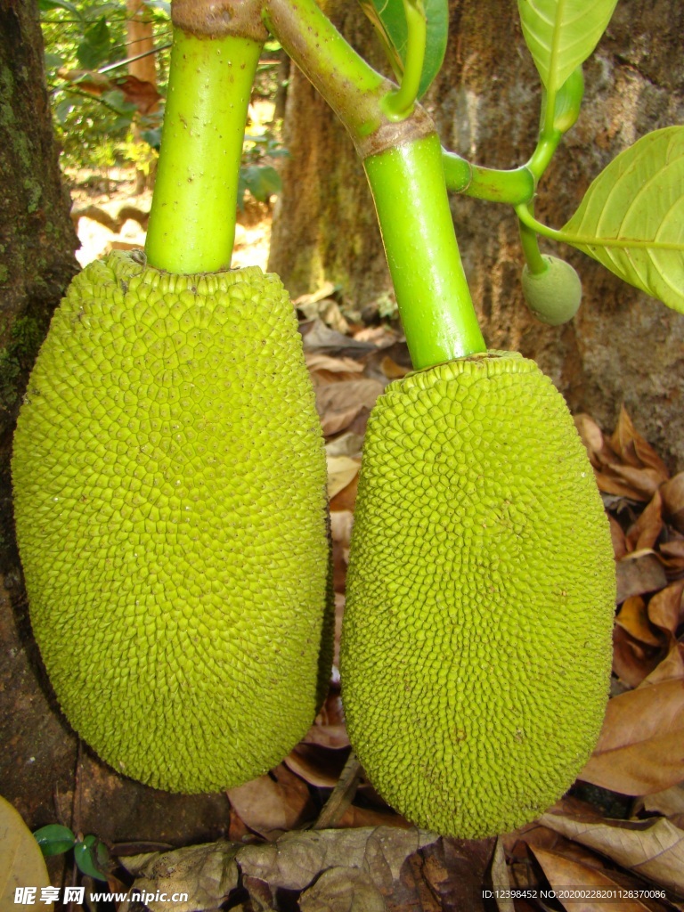 波罗蜜