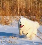 戏犬图