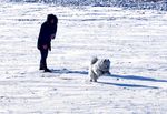 戏犬图