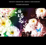 菊花海报