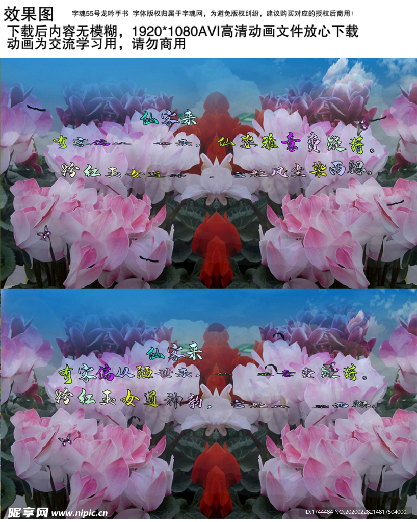 唯美仙客来花朵背景视频