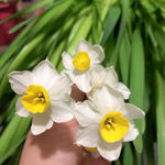 水仙花儿