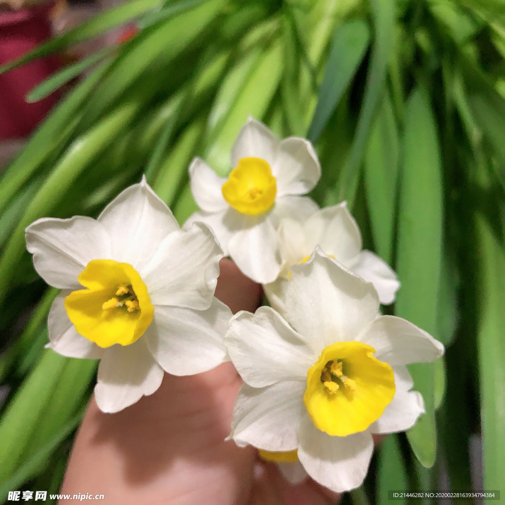 水仙花儿