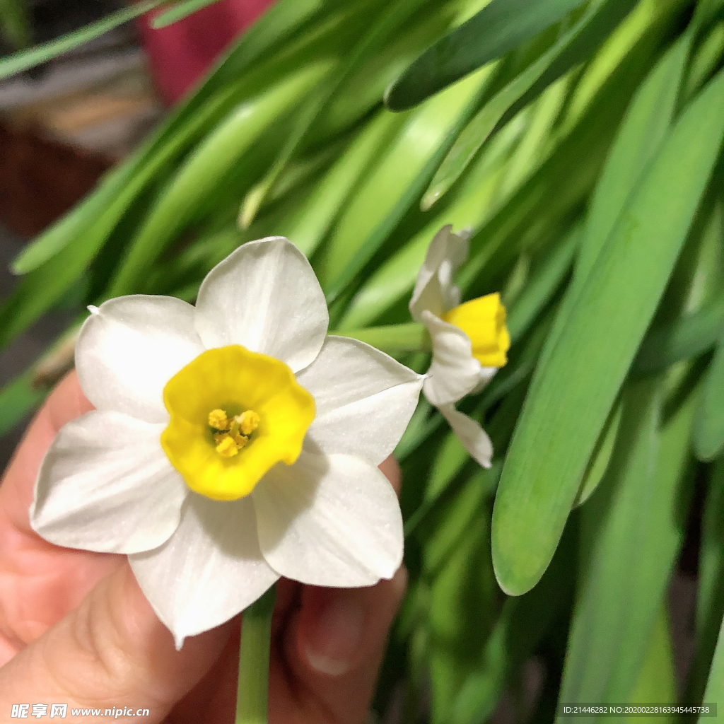 水仙花