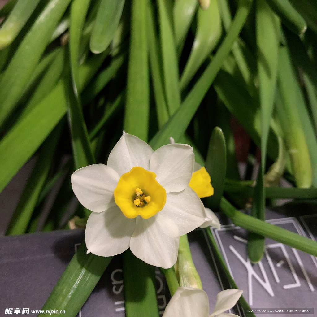 水仙