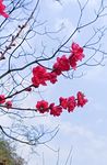 三月桃花