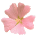 花卉无框装饰画