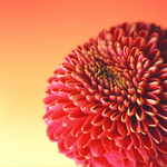 花卉春天菊花花瓣鲜花无框装饰画