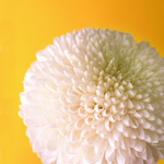 花卉春天 花瓣鲜花无框装饰画