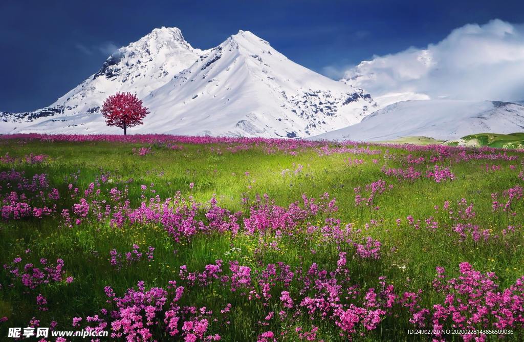 雪山草原花海