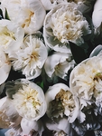 花朵菊花