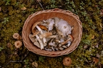 采蘑菇山间树林蘑菇