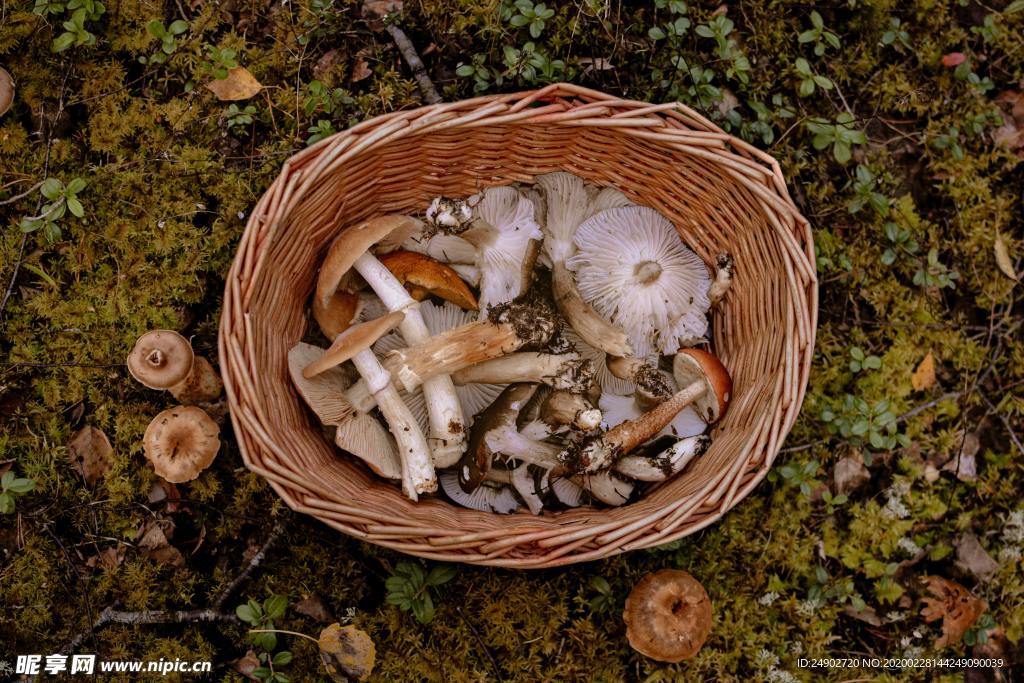 采蘑菇山间树林蘑菇