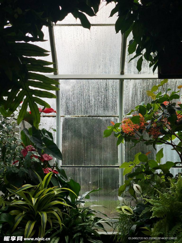 窗台风景热带雨林植物