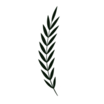 绿叶植物