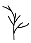 手绘植物叶片