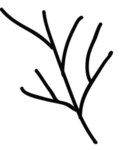 手绘植物叶片