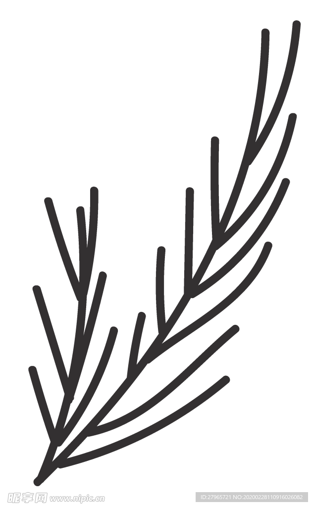 手绘植物叶片