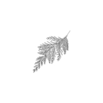 手绘植物叶片